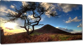 Festmények 115x55 Fa