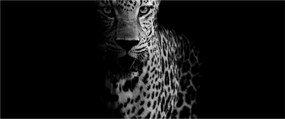Kép - Egy leopárd portréja (120x50 cm)