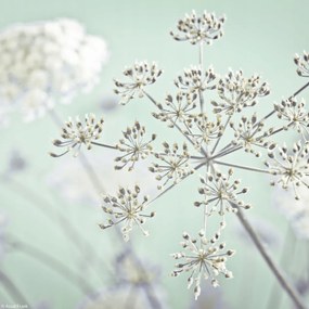 Poszter 20x20cm Tehénpetrezselyem virág, Assaf Frank