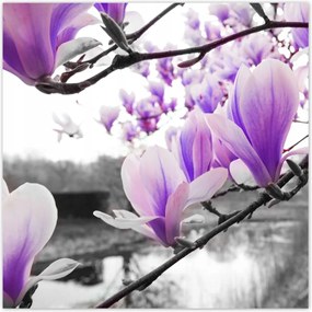 Poszterek 100x100 Magnólia Virágok
