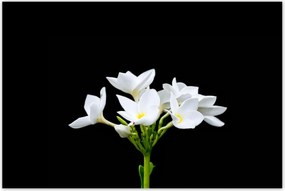 Poszterek 120x80 Virág Frangipani plumeria