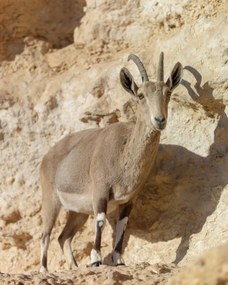 Poszter 40x50cm Nubiana Ibex 7, Assaf Frank