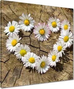 Vászonkép 50x50 Kamillaszív