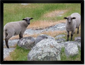 Poszterek keretben 40x30 Juh legeltetés Bárányok