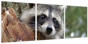 Egy mosómedve képe (órával) (90x30 cm)