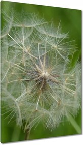 Vászonkép 80x120 Pitypang Virág Virágok