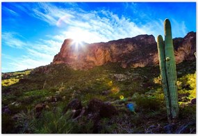 Poszterek 200x135 Tájkép kaktuszokkal