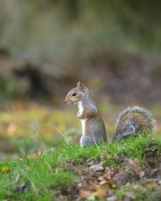 Poszter 40x50cm Mókus a fűben, Assaf Frank