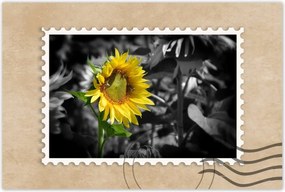 Poszterek 90x60 Napraforgó