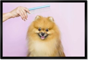 Poszterek keretben 60x40 Kutyaszőr fésülés