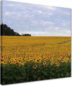 Vászonkép 30x30 Napraforgó mező