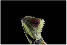 Poszterek 120x80 Zöld gyík erdő