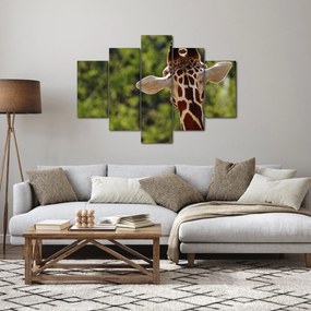 A zsiráf képe hátulról (150x105 cm)