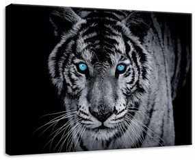 Tigris, vászonkép, 70x50 cm méretben