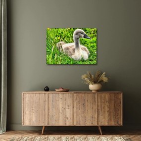 Kép - kis hattyú a fűben (70x50 cm)