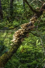 Poszter 20x30cm Gomba a fán, Assaf Frank