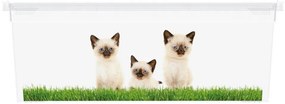 KIS Műanyag tároló doboz Puppy and Kitten XS