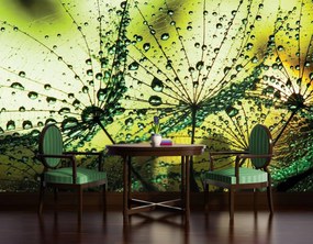 Fotótapéta - Pitypang - absztrakt - zöld (152,5x104 cm)