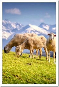 Poszterek keretben 40x60 Juh legeltetés Bárányok