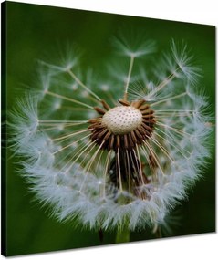 Vászonkép 40x40 Pitypang Virág Virágok