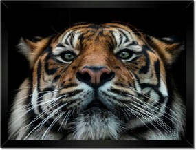 Poszterek keretben 40x30 Tigris macska portré