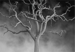 Flizelin tapéta falra Prémium ködös fa 312x219