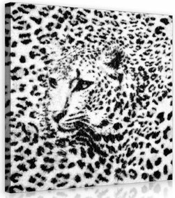 Vászonkép 80x80 Nagy macska leopárd jaguár pöttyös ragadozó vadság portré
