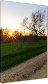 Vászonkép 80x120 Mező út Fák Mezők