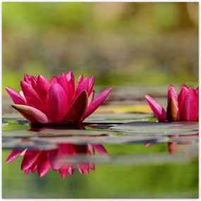 Poszterek 70x70 Vízi liliom