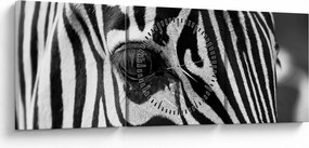 Zebra képe (órával) (90x30 cm)