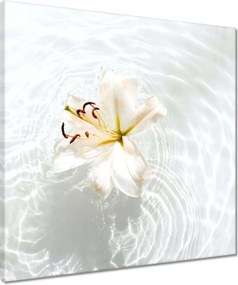 Vászonkép 50x50 Virág a vízen Név