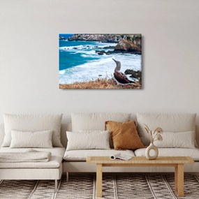 Kép - Kéklábú szula (90x60 cm)