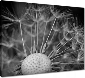 Vászonkép 50x40 Pitypang Virág Virágok