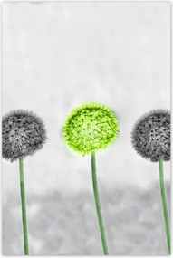 Poszterek 80x120 Lime közép