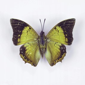 Poszter 20x20cm Pillangó fehér alapon 7, Assaf Frank