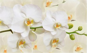 Flizelin fotótapéta Flizelin Design Virágos gazdagság 416x254