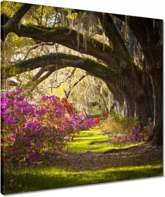 Vászonkép 50x50 Tölgyfa sikátor