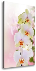 Vászonkép nyomtatás Fehér orchidea ocv-103974386