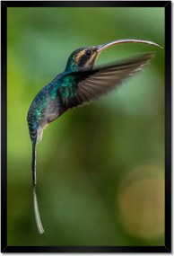 Poszterek keretben 40x60 Madarak