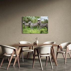 Zebrák képe (90x60 cm)