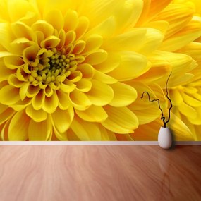 Fotótapéta sárga virág 104x70 cm