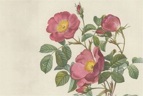 Fotótapéta Flizelina Nappali és Hálószoba Irodába Rózsa motívum 104x70 Ragasztó