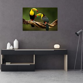 Ülő tukánok képe, Costa Rica (90x60 cm)