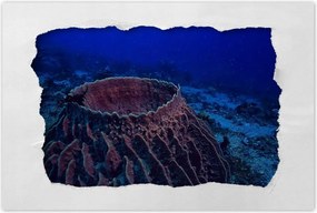 Poszterek 90x60 Víz alatti tengeri élet