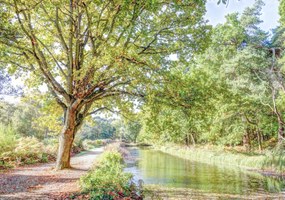 Poszter 100x70cm Ösvény a csatorna felett az erdőben, Assaf Frank