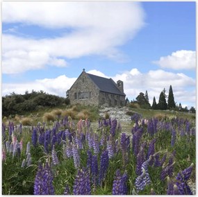 Poszterek 140x140 Lila virágok domb