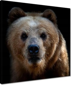 Vászonkép 40x40 Kilátás a medvére