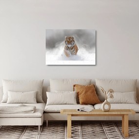Futó tigris a hóban képe (üvegen) (70x50 cm)