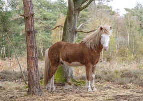Poszter 84x59,5cm Ló az erdőben, Assaf Frank