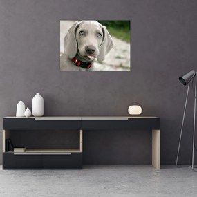 Kép - weimaraner kölyökkutya (üvegen) (70x50 cm)